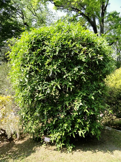 Chinese Toothache Tree (Zanthoxylum sp.)